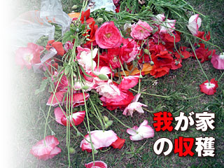 䂪Ƃ̎n