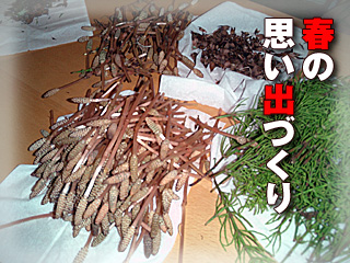 春の思い出づくり